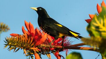 O Japiim habita bordas de florestas de várzea, campos arborizados, cerrados e florestas de galeria, sempre em bandos de diferentes tamanhos.