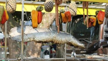 Festa Tem Peixe na Vila promoverá o universo do pescado em São Paulo