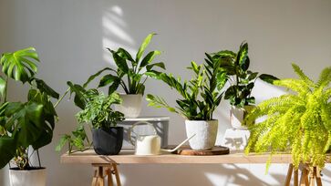Tome cuidado com certas plantas dentro do seu lar