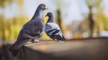 A proporção é praticamente de um pombo por habitante, confira!