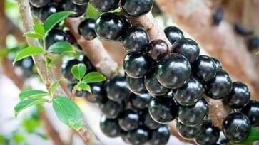 Um estudo laboratorial inovador confirma o potencial da semente de jabuticaba, rica em elagitaninos, como ferramenta na luta contra a epidemia global de obesidade