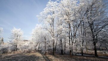 Árvores vencem o frio e deixam cidades mais bonitas no inverno