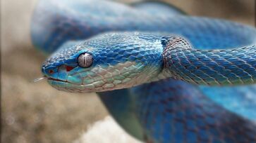 Verme comum em cobras pítons é, pela primeira vez, encontrado em um ser humano