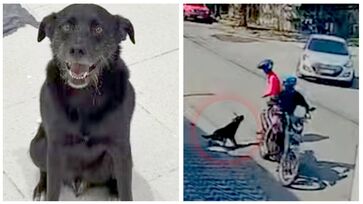 Câmeras flagraram a reação do animal que impediu o crime 