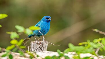 Essas aves também são conhecidas como aves parasitas