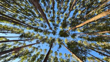 Árvore mais plantada do Brasil possui crescimento rápido e ajuda a combater bacteria