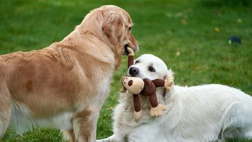 Uma série de projetos relacionados a animais recebeu aval na Alesp