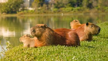 Capivara são encontradas em todo o Brasil