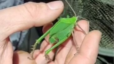 Nova espécie de esperança-pavão encontrada na caatinga