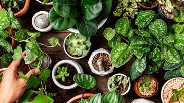 O Feng Shui é uma prática chinesa milenar que busca harmonizar a energia dos ambientes