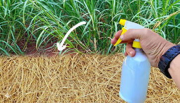 Aprenda a fórmula secreta para um jardim impecável sem gastar muito