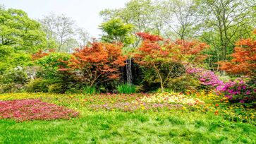 Esse arbusto é ideal para ter no seu jardim 