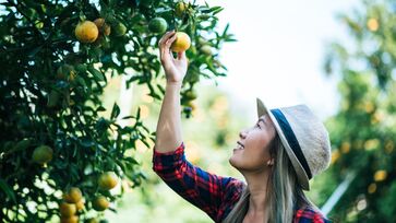 Além de dar vida para seu jardim, essas árvores podem dar frutos em poucos meses