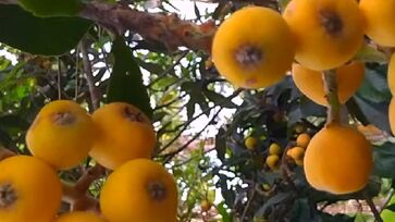 O poder antioxidante da nêspera é explicado pelos flavonoides, carotenoides e ácidos fenólicos
