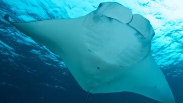 Animal já foi encontrado em águas do Brasil, México e Estados Unidos, mas vive exclusivamente no Oceano Atlântico