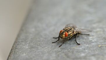 Entenda porque as mosquinhas de banheiro existem 