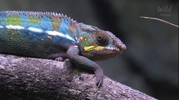 A ilha é um lugar único no mundo quando o assunto é biodiversidade