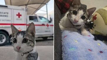 Milhares de gatos vivem nas ruas buscam por um lar