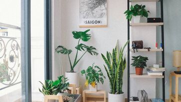 Planta é ideal para dar frutos dentro do apartamento o ano todo 