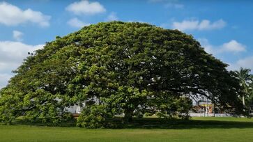 A árvore fica perto da entrada do Parque Roberto Burle Marx 