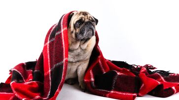 Nem todos os cães reagem da mesma forma ao frio. Observar o comportamento do pet e manter um diálogo constante com o veterinário é a melhor forma de garantir uma rotina segura e saudável.