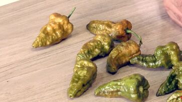 Pimenta foi resultado de 10 anos de cultivo e muita pesquisa