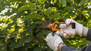 A poda contribui para a saúde das flores e facilita a hibernação ou brotação 