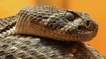 Cascavéis, jararacas e corais-verdadeiras são indicadas como as mais perigosas