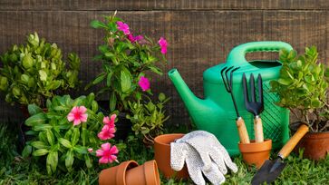 Aprenda quais plantas você deve podar antes do verão 
