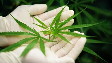 Estudo revela que pessoas tem maior inclinação ao uso de Cannabis por causa genética