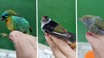 Belga foi preso em Guarulhos ao tentar embarcar com 18 aves silvestres na mala