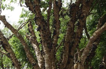 Feira gastronômica terá produtos derivados da jabuticaba
