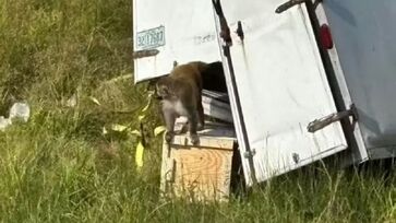Caminhão transportava 21 macacos e capotou na estrada