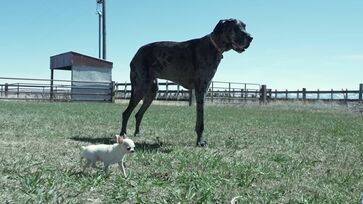 Cachorros tem mais de 90 centimetros de difereneça entre si