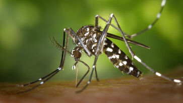 Dengue é a mais conhecida, mas o mosquito Aedes aegypti também é responsável pela transmissão da Zika e da Chikungunya
