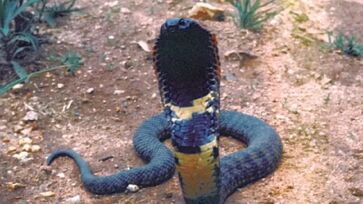 A evolução do veneno das cobras está ligada à evolução humana, segundo cientistas