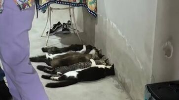 Pelo menos seis animais estavam desacordados no local, mas foram resgatados e socorridos