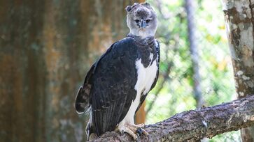 Fotografia rara mostra harpia em seu habitat natural e evidencia resultados de duas décadas de pesquisa