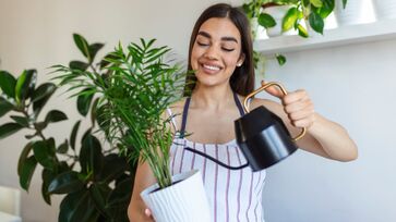 Algumas espécies de plantas, por estarem acostumadas com climas quentes e secos, não tem a necessidade de serem regadas todos os dias