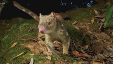 Animal ameaçado de extinção foi capturado por fazendeiro mas conseguiu fugir
