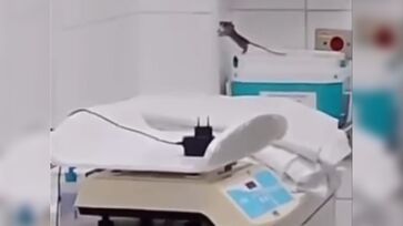 Momento foi gravado e mostra o animal escalando a parede da sala