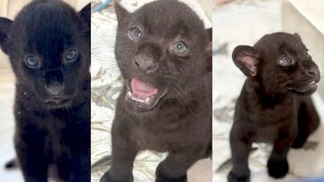 Batizados de Pequi, Baru e Tuquinha, o trio é composto por dois machos e uma fêmea