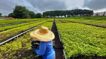 Um dos novos objetivos das grandes empresas é ter uma cadeia totalmente sustentável