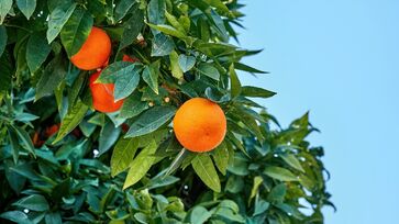 A laranja é uma das principais fontes naturais de vitamina C, nutriente fundamental para a defesa do organismo
