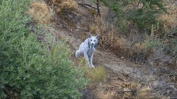 Lince-ibérico branco foi flagrado por fotógrafo amador na Espanha