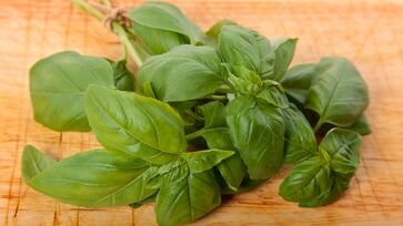 Com condições climáticas favoráveis durante a primavera no hemisfério sul, o manjericão tem fácil cultivo e se adapta bem, seja em jardins ou vasos internos.