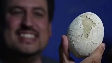 O estado de preservação é considerado surpreendente para um fóssil de cerca de 70 milhões de anos