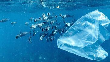 Acões reforçam que combater o lixo do mar é uma oportunidade de transformar a relação entre empresas e comunidades