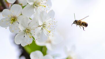 Estudo foi publicado na revista científica ACS Sustainable Chemistry & Engineering, dos Estados Unidos
