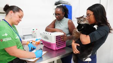 Vacinação anual de cães e gatos é recomendada pelas diretrizes nacionais de vigilância epidemiológica